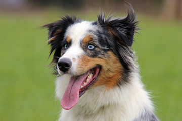 Australian Shepherd