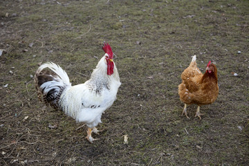 Rooster and hen