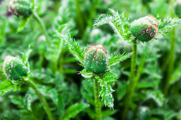 Closeup of the poppy buds with drops of dew