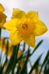 Washable wall murals Narcissus Yellow daffodil against a sky background. Taken from a low viewpoint looking up into flower head.