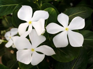Obraz na płótnie Canvas White vinca flowers