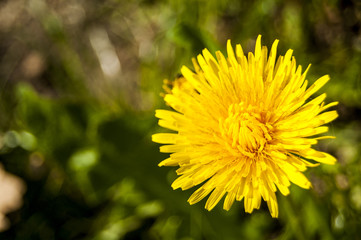 Yellow Dandelion Flowers