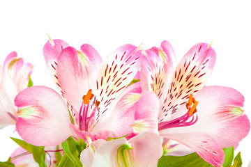 Bouquet of pink lilies on a white background.
