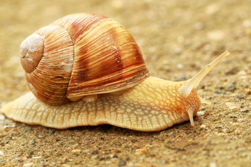 Alive snail walking outside