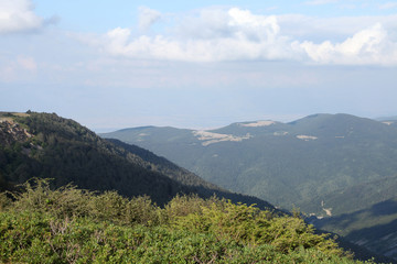 Obraz premium Forest