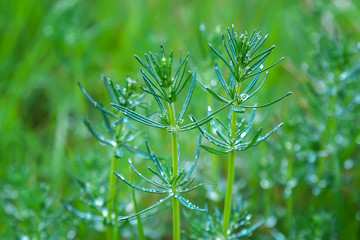 Mountain meadow grass in the morning dew