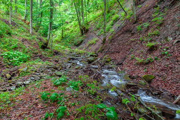Obraz premium Spring forest river in the mountains