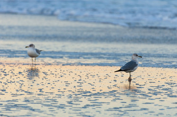 Outer Banks Sea Gulls