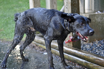 Black Laborador Retriever Dog