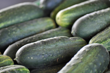 Farmers Market Cucumbers