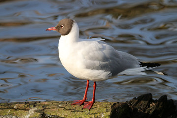 Chroicocephalus ridibundus