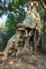 Fototapeta na wymiar Tree roots on old temple ruins in Cambodia