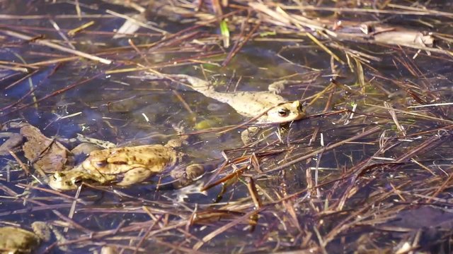 Erdkr&ouml;ten ( Bufo bufo ) bei der Paarung im und am Teich