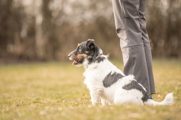 Hundesport - Grundstellung