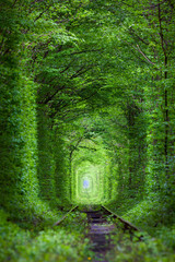 Merveille de la nature - Véritable tunnel d& 39 amour, arbres verts