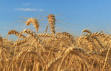 Fototapeta premium Wheat field against a blue sky