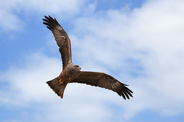 Eagle in the blue sky
