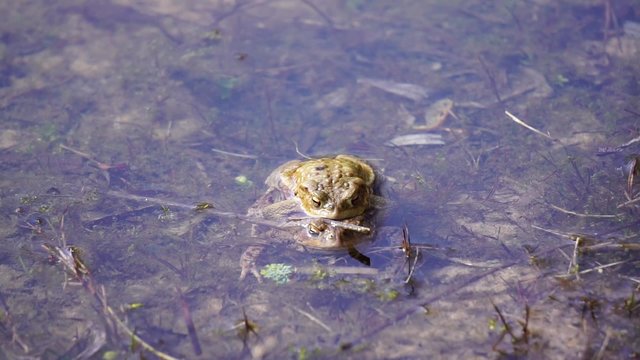 Erdkr&ouml;ten ( Bufo bufo ) bei der Paarung im und am Teich