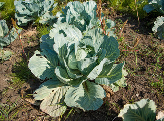 cabbage on field
