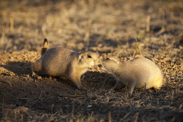 Black tailed prairie dog (Cynomys ludovicianus) greeting at sunset