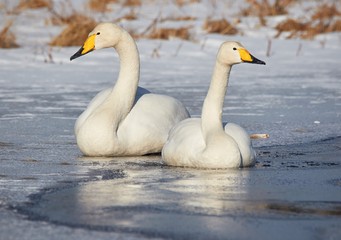 Fototapeta premium Whooper swan (Cygnus Cycnus) couple resting close together on the ice of a frozen lake in Finland in winter.