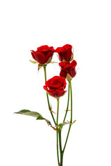  red rose isolated