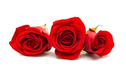  red rose isolated