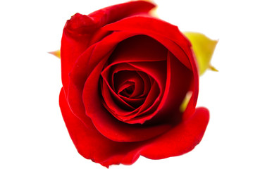 Naklejka premium red rose isolated