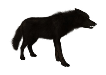 Black Wolf on White