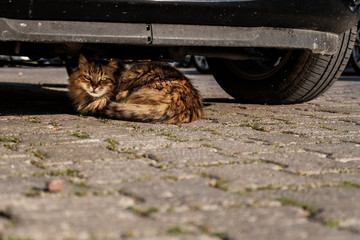 Cat hiding