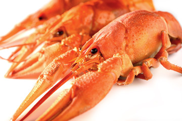 Three lobster on a white background
