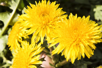 bright sunny dandelions close