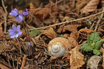 Leberblümchen (Hepatica nobilis) mit Weinbergschnecke 