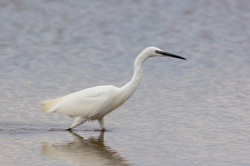 Garzetta (Egretta garzetta) nello stagno