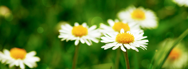 Daisy flower background.