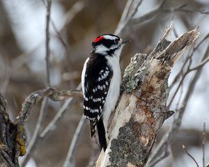 Male Downy Woopecker