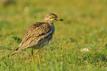 Burhinus oedicnemus (Eurasian Thick-knee, Eurasian Stone-curlew , Stone Curlew ) outdoor
