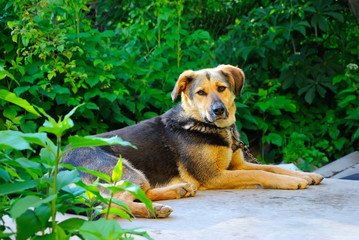 Fototapete bei efototapeten.de bestellen   