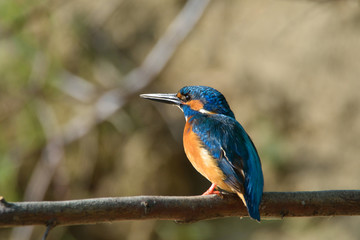 kingfisher (alcedo atthis)