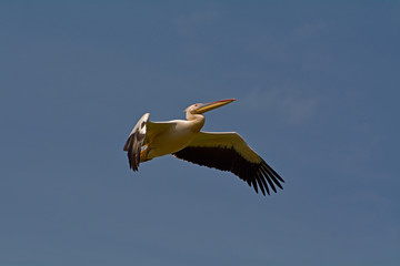 pelican flying in natural habitat (pelecanus onocrotalus)