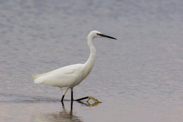 garzetta (Egretta garzetta) nello stagno