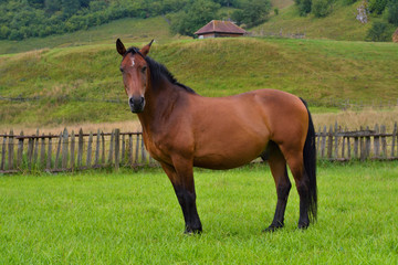 Beautiful horse on the green grass pasture