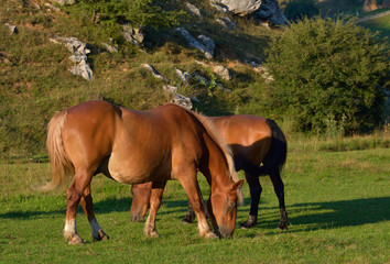 Obraz premium Beautiful horses on the green grass pasture