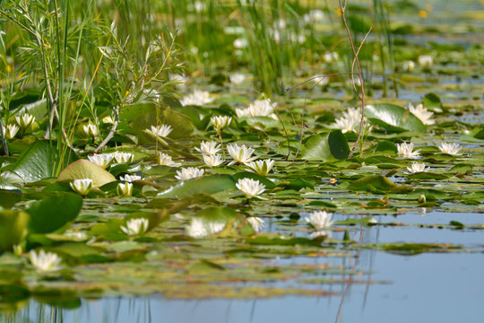 Dwarf White Water-lily - Nymphaea candida