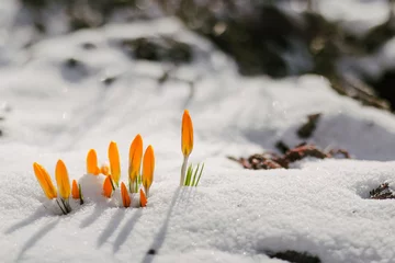 Papier Peint photo Crocus Flowers are punched out of the snow