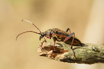 insect, bug in natural habitat