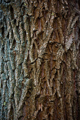 old tree bark