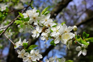 Spring blooming in the nature