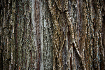old tree bark