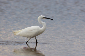 garzetta (Egretta garzetta) nello stagno